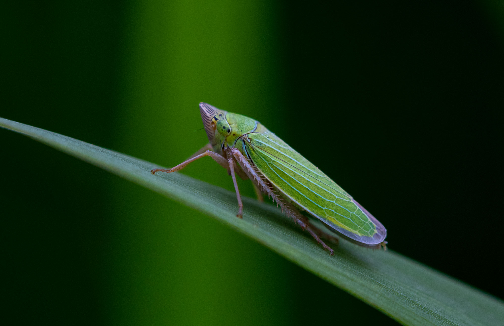Leafhopper in the Jefferson Park Wilderness