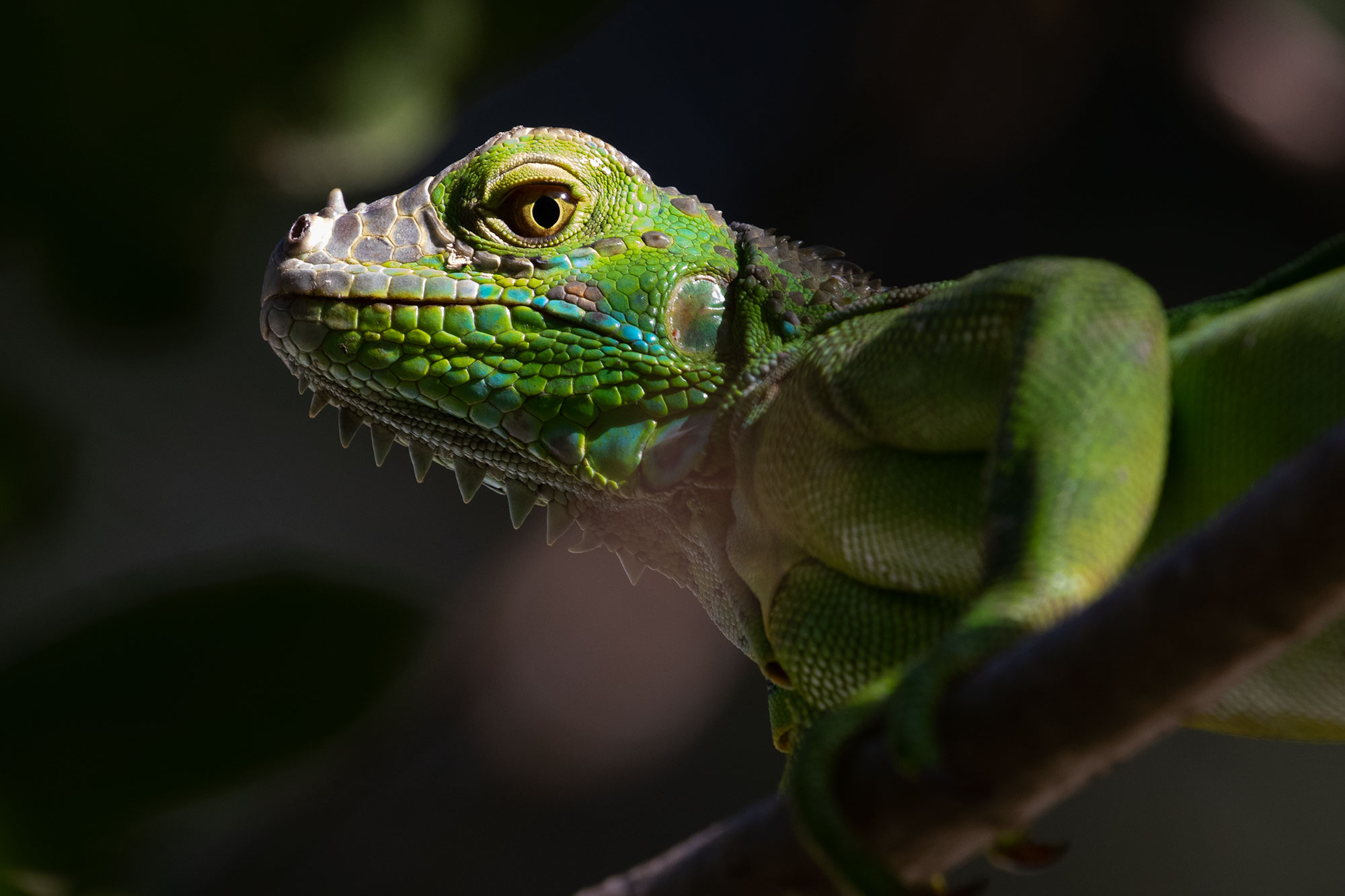 Juvenile Male Green Iguana, Costa Rica