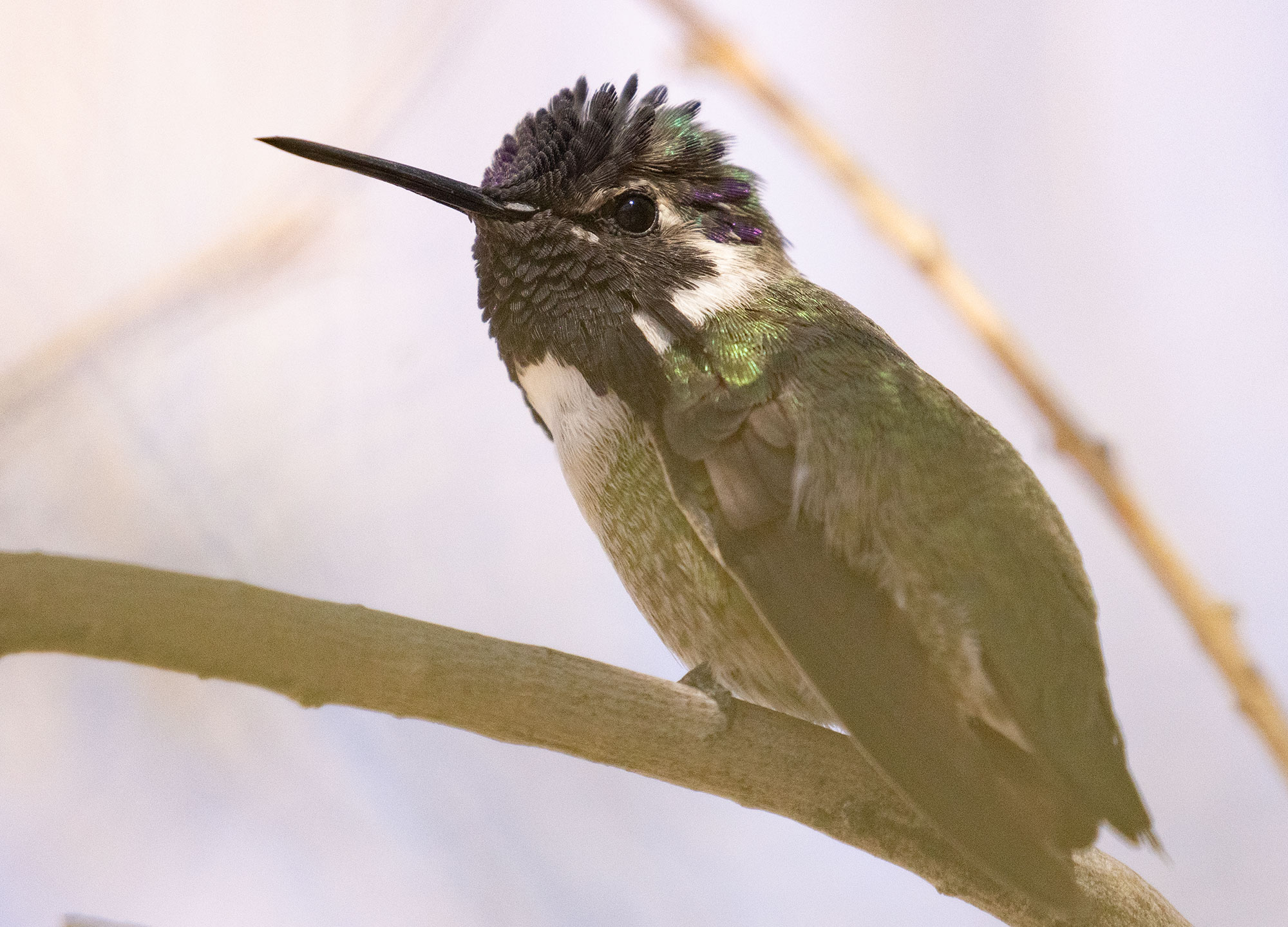 Costas Hummingbird in the Southwest